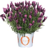Lavender La Diva Papillon Deep Rose
