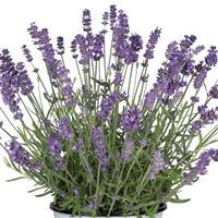 Lavender La Diva Spirit Purple Blue