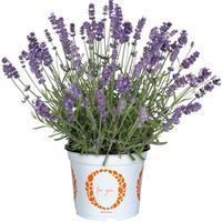 Lavender La Diva Spirit Purple Blue