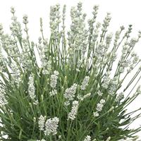 Lavender La Diva Spirit White