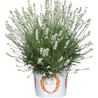 Lavender La Diva Spirit White