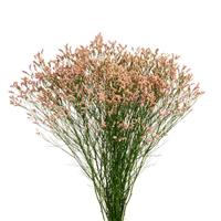 Diamond Max Limonium