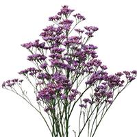 Piuma Dark Blue Limonium