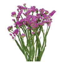 Sinuet Blue Impluse Limonium