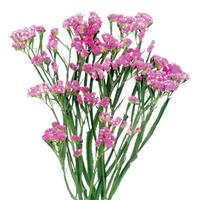 Sinuet Eternal Pink Limonium