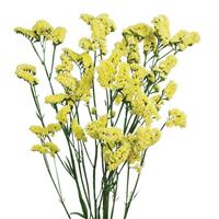 Sinuet Max Yellow Limonium