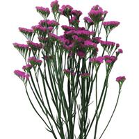 Sinuet Up Pink Limonium