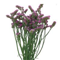Sinuet Orizon Pink Limonium