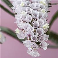 Sinzii Silver Limonium