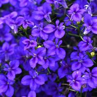 Firefly Blue Lobelia