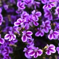 Firefly Pink Lobelia