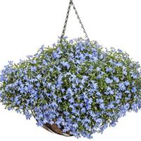 Laguna Royale Azure Lobelia