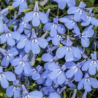 Laguna Royale Azure Lobelia
