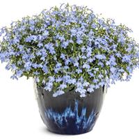 Laguna Royale Azure Lobelia