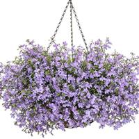 Laguna Royale Lilac Lobelia