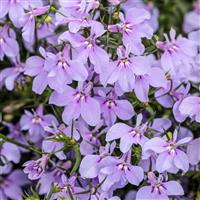 Laguna Royale Lilac Lobelia