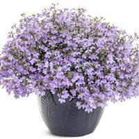 Laguna Royale Lilac Lobelia