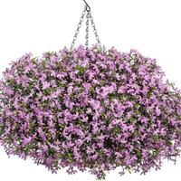 Laguna Royale Pink Lobelia