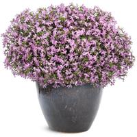 Laguna Royale Pink Lobelia