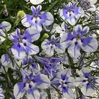 Stratus Blue Delft Lobelia