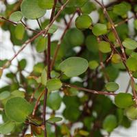 Coins Muehlenbeckia