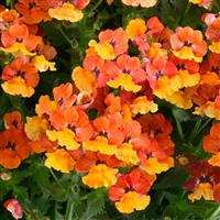 Nesia Tangerine Nemesia