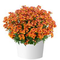 Nesia Tangerine Nemesia