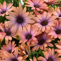 Osticade Aurora Osteospermum