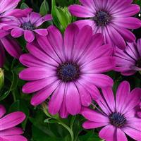 Osticade Magenta Osteospermum