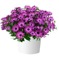 Osticade Magenta Osteospermum