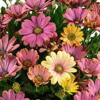 Osticade Twilight Moon Osteospermum