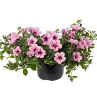 Dekko Rose Vein Petunia