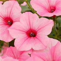 Dekko Maxx Pink Petunia