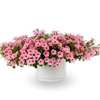 Dekko Maxx Pink Petunia
