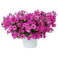 Dekko Pinwheel Purple Petunia