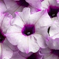 Flower Shower Pinkermint Petunia