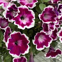 Painted Love Purple Petunia