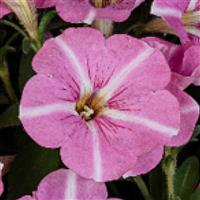 Peppy Pink Vein Petunia