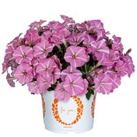 Peppy Pink Vein Petunia
