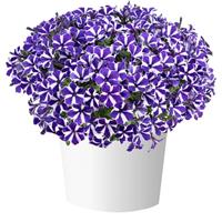 Red Carpet Blue Diamond Petunia