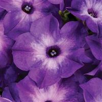 Supertunia Tiara Blue Petunia
