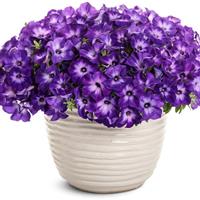 Supertunia Tiara Blue Petunia