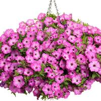 Supertunia Tiara Pink Petunia