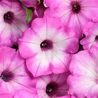 Supertunia Tiara Pink Petunia
