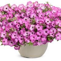 Supertunia Tiara Pink Petunia