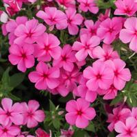 Phloxstar Pink Phlox