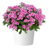 Phloxstar Pink Phlox