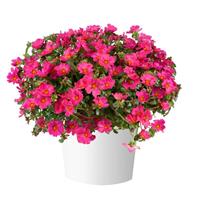 Mega Pazzaz Fuchsia Portulaca