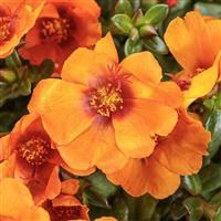 Mojave Mango Portulaca