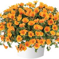 Pazzaz Nano Mango Portulaca